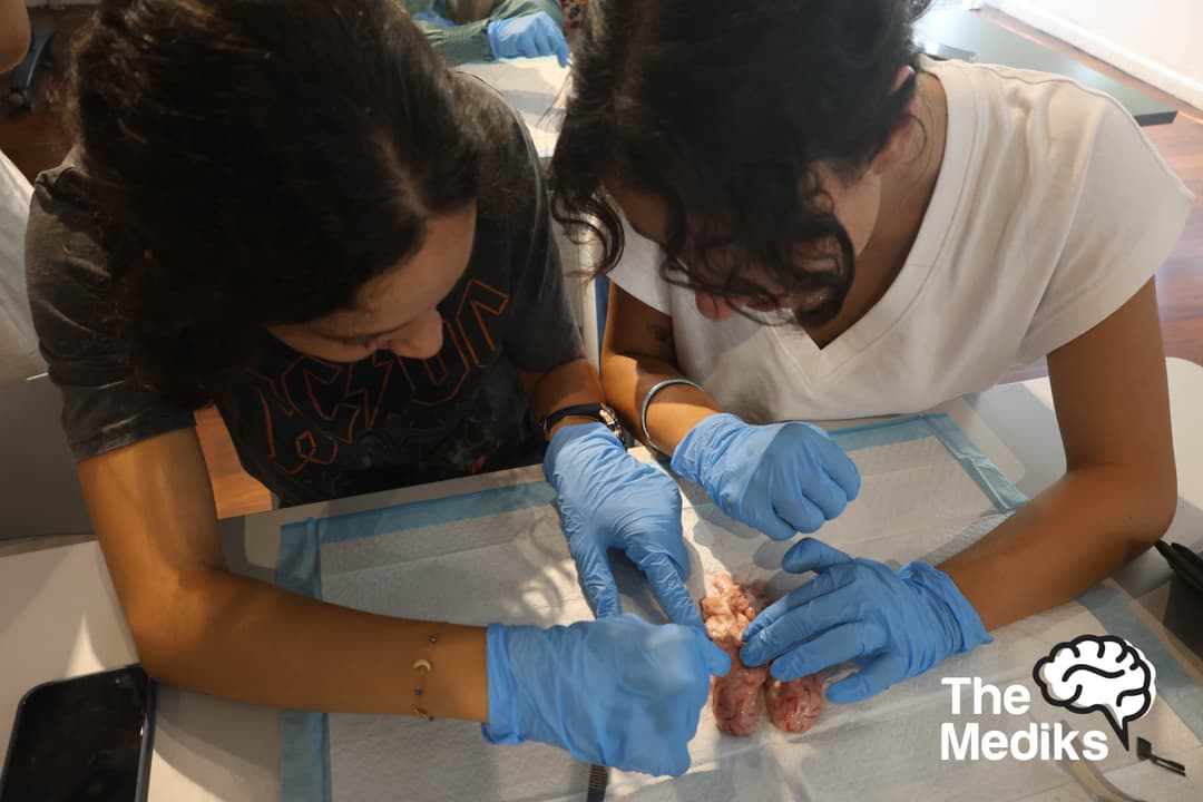 Crack the Kidney & Dissect it