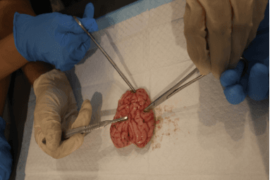 BEIRUT - Neurology & Brain Dissection